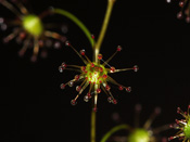 Drosera zigzagia