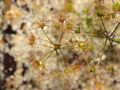 Drosera zigzagia