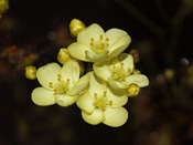 Drosera zigzagia