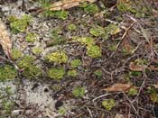 Drosera zonaria