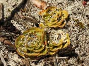 Drosera zonaria