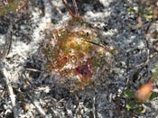 Drosera zonaria