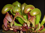 Darlingtonia californica