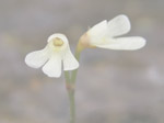 Utricularia oliveriana - Blüte