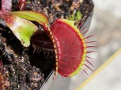 Dionaea muscipula