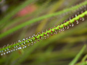 Drosophyllum lusitanicum