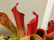 Heliamphora ceracea x hispida