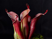 Heliamphora chimantensis