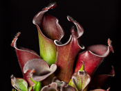 Heliamphora ciliata