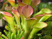 Heliamphora exappendiculata