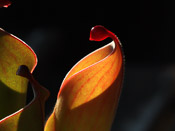 Heliamphora heterodoxa x nutans