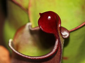 Heliamphora heterodoxa x nutans