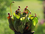 Heliamphora heterodoxa x nutans