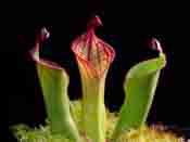 Heliamphora macdonaldae