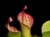 Heliamphora macdonaldae