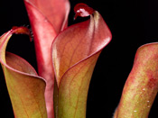 Heliamphora neblinae