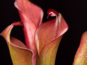 Heliamphora neblinae