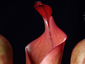 Heliamphora neblinae