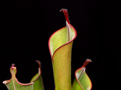 Heliamphora parva