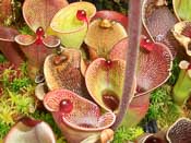 Heliamphora pulchella