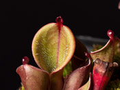 Heliamphora pulchella - Churi