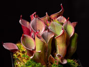 Heliamphora pulchella