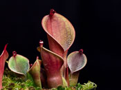 Heliamphora pulchella - Churi