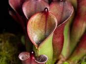 Heliamphora pulchella - Apacapa