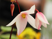 Heliamphora sarracenioides