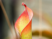 Heliamphora