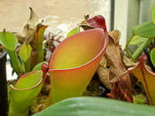 Heliamphora