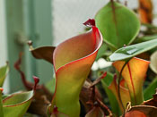 Heliamphora