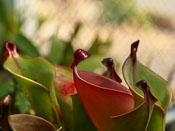 Heliamphora