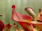 Heliamphora