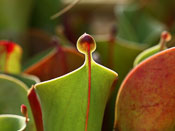 Heliamphora