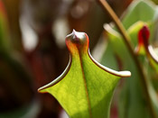 Heliamphora