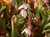 Heliamphora