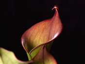 Heliamphora uncinata