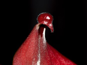 Heliamphora uncinata