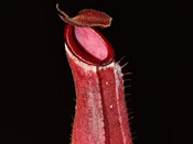 Nepenthes albomarginata