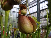 Nepenthes bicalcarata