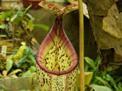 Nepenthes burbidgeae