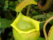 Nepenthes flava