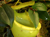 Nepenthes flava