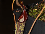 Nepenthes fusca