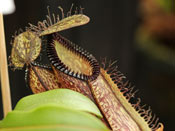 Nepenthes hamata