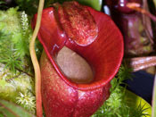 Nepenthes jacquelineae