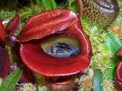 Nepenthes jacquelineae