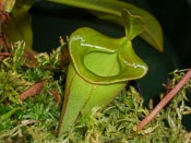 Nepenthes jacquelineae