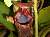 Nepenthes lowii